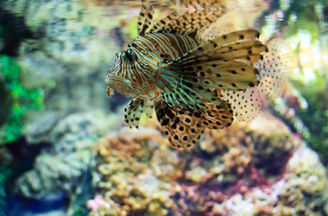Fototapeta na wymiar Lionfish (Pterois mombasae) na rafie koralowej