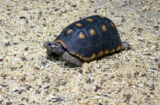Land turtle