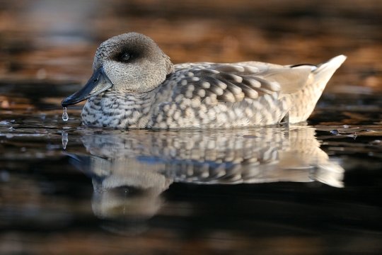 Anatra Marmorizzata