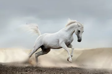 Store enrouleur Chevaux arab horse