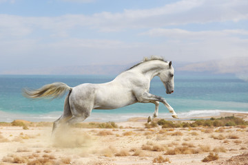 Obraz na płótnie Canvas konie biegać
