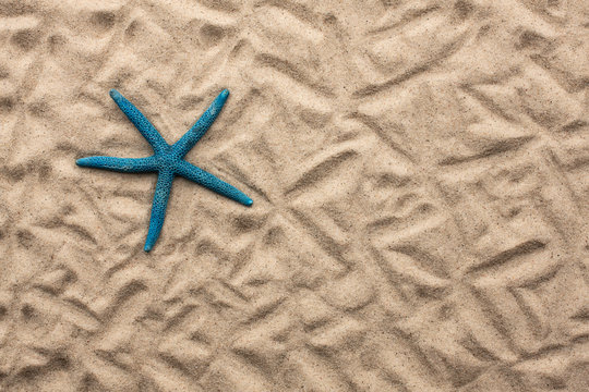 starfish lying on the sand