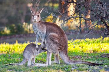 kangaroo and child