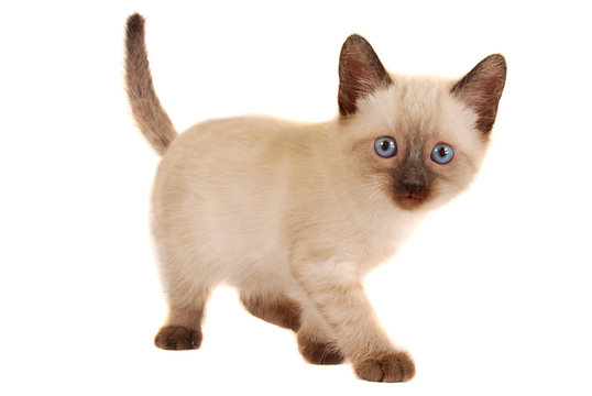 Cute Siamese Kitten on White