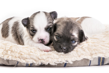 sweet chihuahua puppies huddled together in fur pet bed