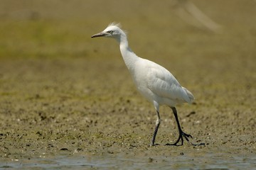 Airone guardabuoi juv