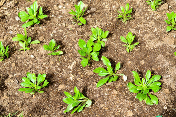 Green plant with small leaves