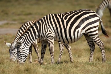 Fototapeta na wymiar Zebry w sawannie