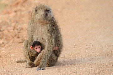 Babbuino con piccolo