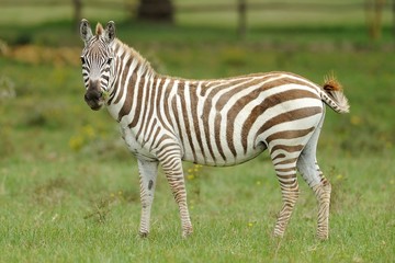 Zebra