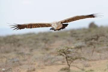 Avvoltoio in volo