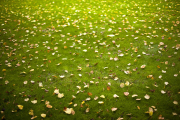 Automne, pelouse, gazon, jardin, feuilles, jardinage