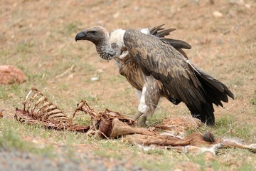 Avvoltoio in volo