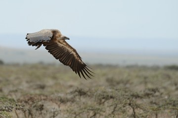 Avvoltoio in volo