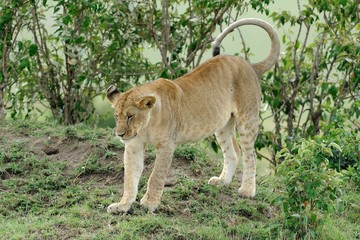 Naklejka premium leone