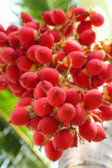 Red betel palm