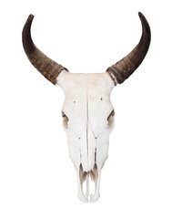 Fototapeta premium Buffalo skull
