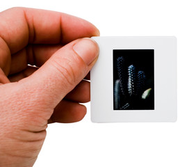 Person's hand holding a slide