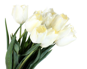 beautiful tulips isolated on white.