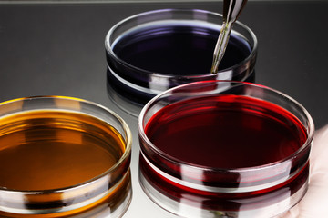 color liquid in petri dishes on grey background