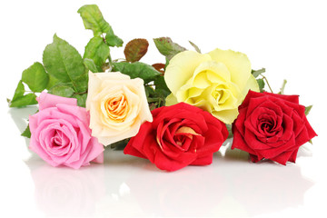 Beautiful colorful roses isolated on white