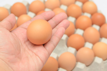 Hand select egg in carton
