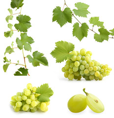 green grapevine leaves and grapes collage
