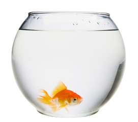 Fishbowl with goldfish