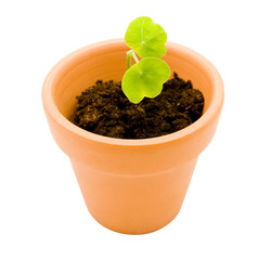 Potted plant