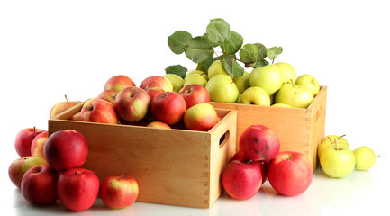 juicy apples with green leaves in wooden crates, isolated