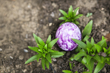 Painted Colorful Easter Egg in grass