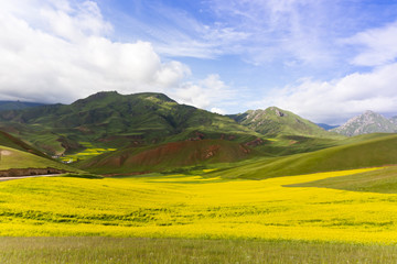 rural landscape of rape terraced field