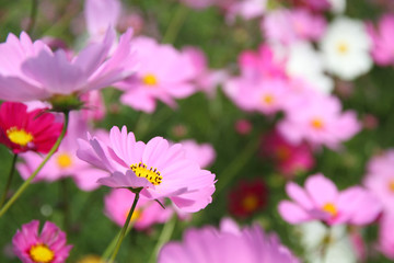 ピンクのコスモス