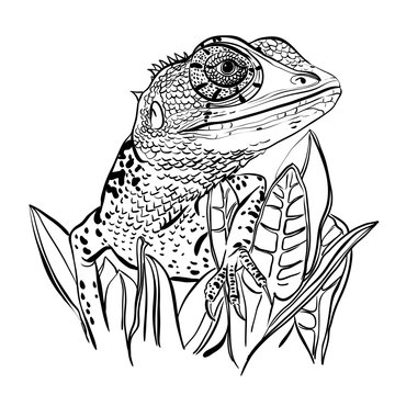 Sketch of a lizard