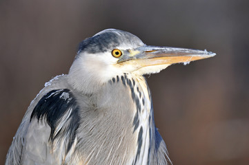 Grey Heron In Winter