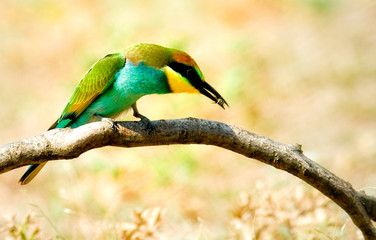European bee-eater isolated