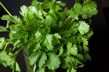 Cilantro