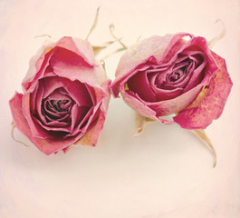 Two dried roses