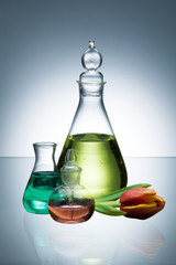 Essential oil and scents in transparent bottles and red tulip