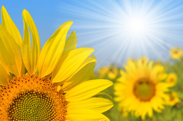 Naklejka premium sunflower field