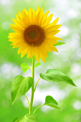 sunflower on green background