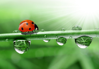 fresh morning dew and ladybird