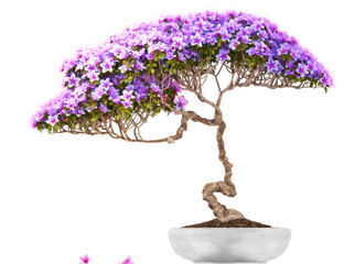 Bonsai potted tree ,side view,with a white background