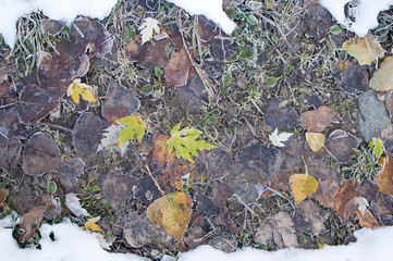 frozen leaves