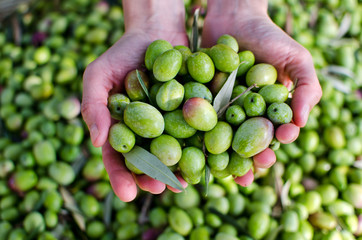 Hands holding green olives