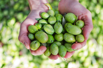 Hands holding green olives