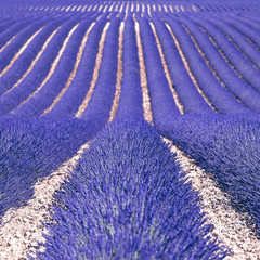 Fototapeta na wymiar Kwiat lawendy kwitnących pól jako wzór lub teksturę. Provence,