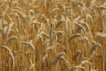 wheat field