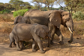Family of elephants walking along the road