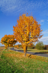 Naklejka premium Landstraße im Herbst